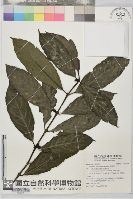 雞屎樹藏品圖，第1張