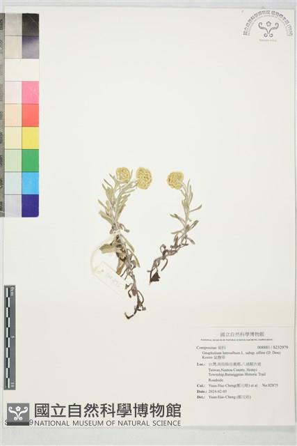 鼠麴草藏品圖，第1張