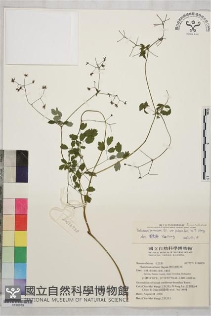 微毛爪哇唐松草藏品圖，第1張