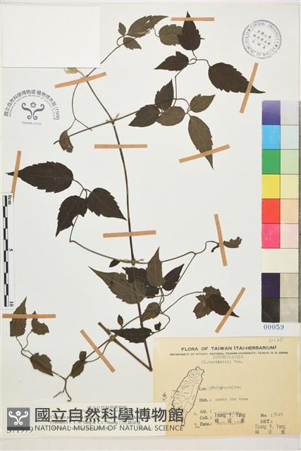 巴氏鐵線蓮藏品圖，第1張