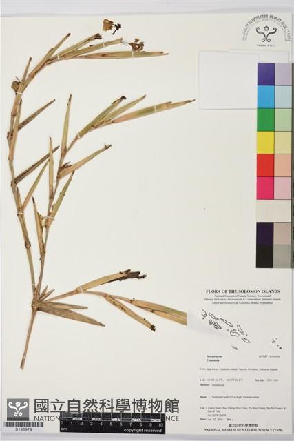 登錄號:S195979藏品圖，第1張