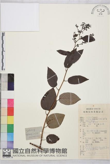 多花勾兒茶, 多花黃鱔藤藏品圖，第1張