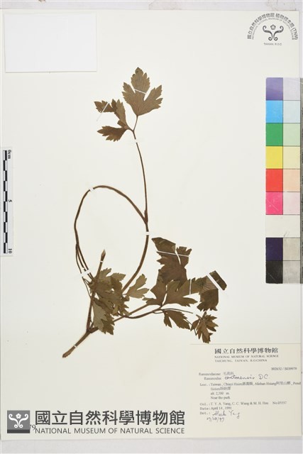 水辣菜、禺毛茛藏品圖，第1張