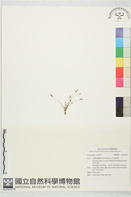 登錄號:S232579藏品圖，第1張
