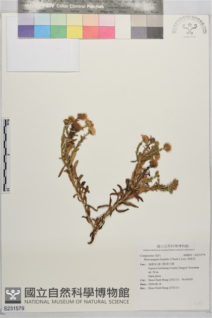 狗娃花藏品圖，第1張