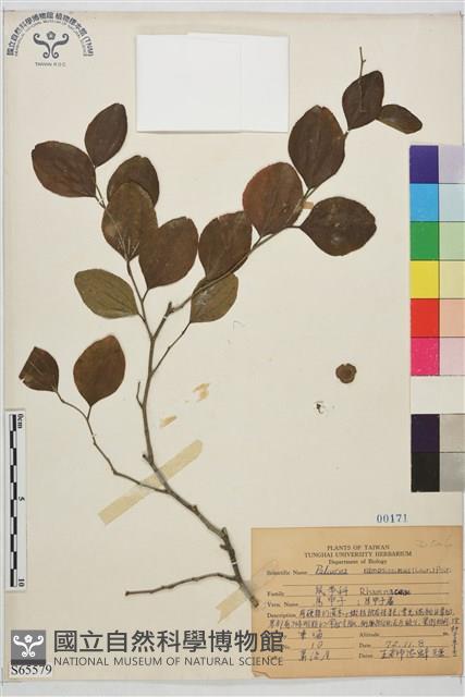 馬甲子藏品圖，第2張