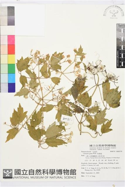 串鼻龍藏品圖，第1張