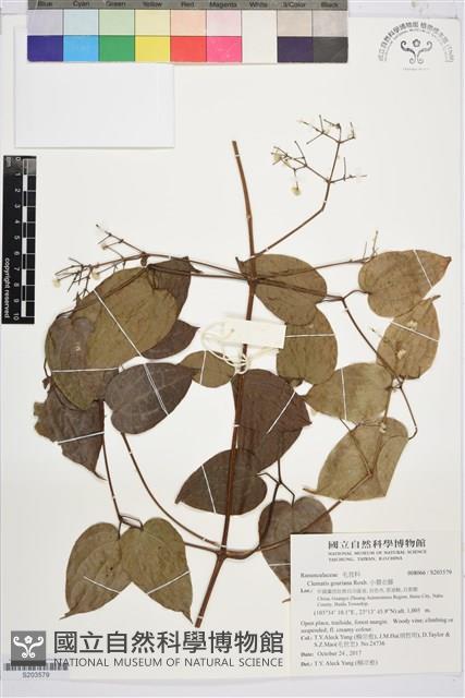 小蓑衣藤藏品圖，第1張