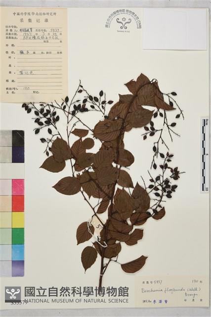 多花勾兒茶, 多花黃鱔藤藏品圖，第1張