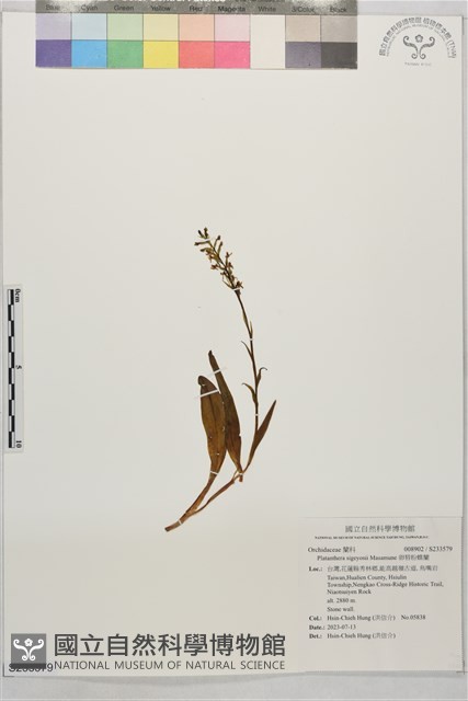 卵唇粉蝶蘭藏品圖，第1張