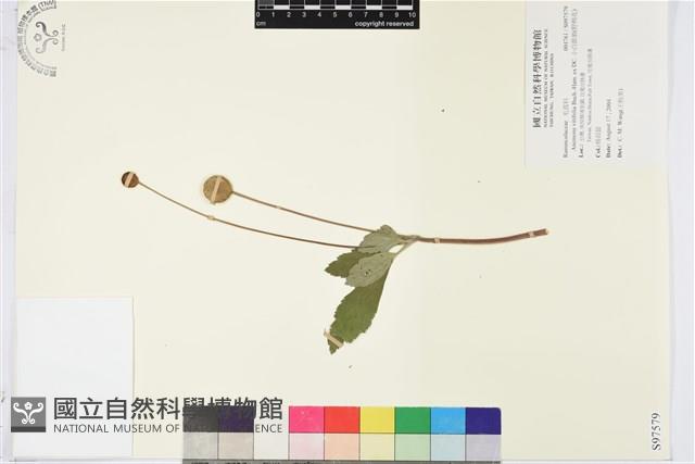 小白頭翁、野棉花藏品圖，第1張