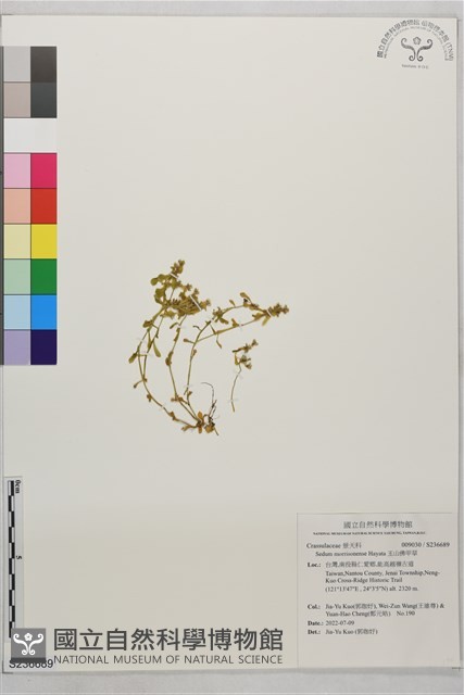 玉山佛甲草藏品圖，第1張