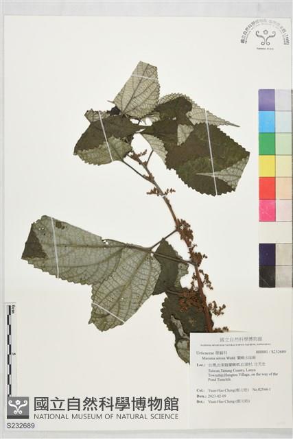 蘭嶼水絲麻藏品圖，第1張