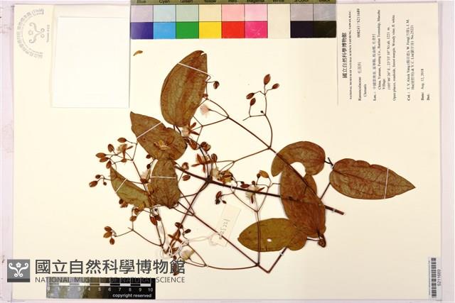 登錄號:S211689藏品圖，第1張