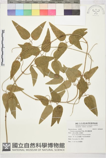 麥氏鐵線蓮藏品圖，第2張