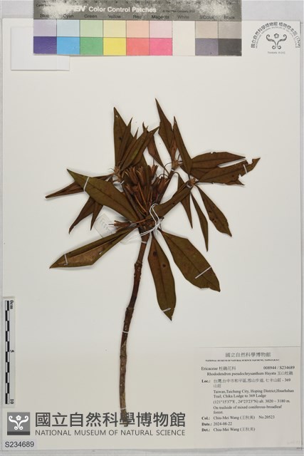 玉山杜鵑藏品圖，第1張