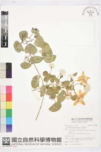 屏東鐵線蓮藏品圖，第1張