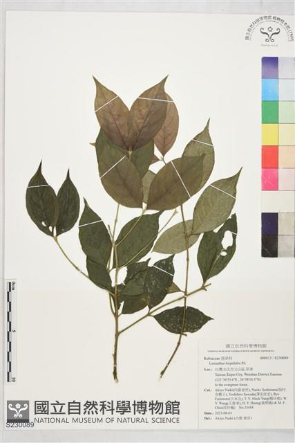 登錄號:S230089藏品圖，第1張