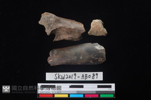 家犬藏品圖，第1張