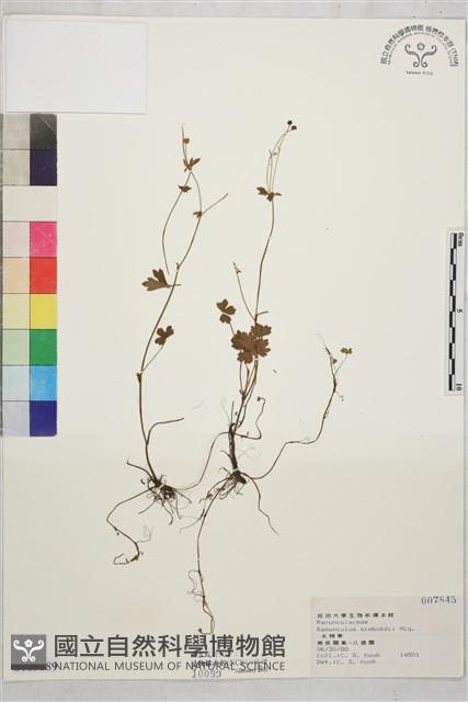 辣子草、揚子毛茛藏品圖，第1張