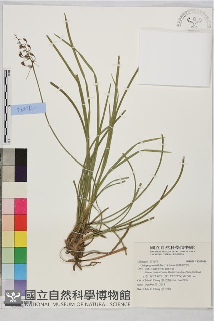 細葉麥門冬藏品圖，第1張