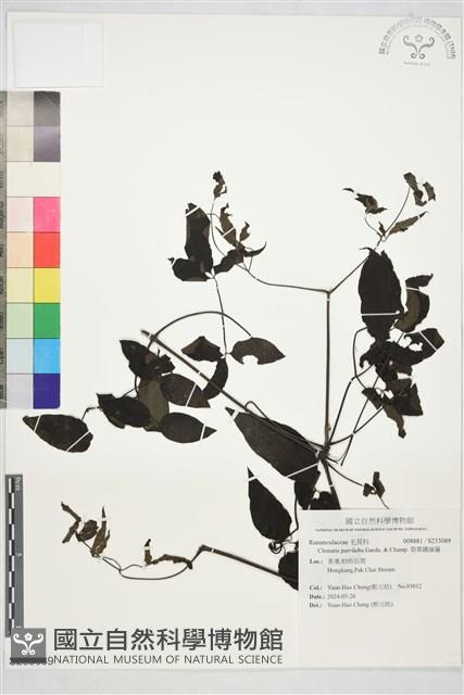 裂葉鐵線蓮藏品圖，第1張