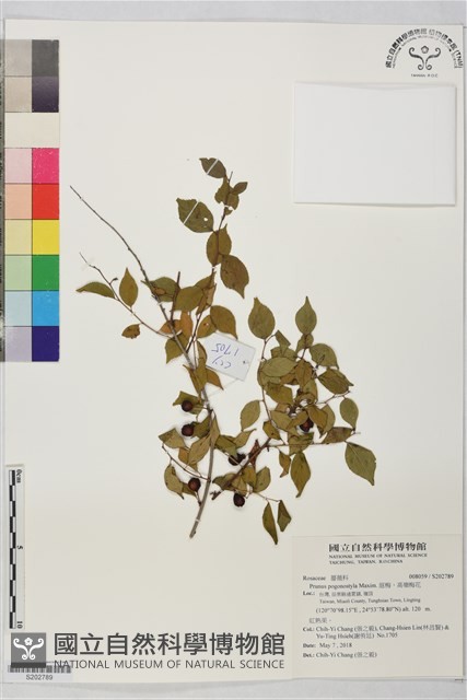 庭梅、高嶺梅花藏品圖，第1張