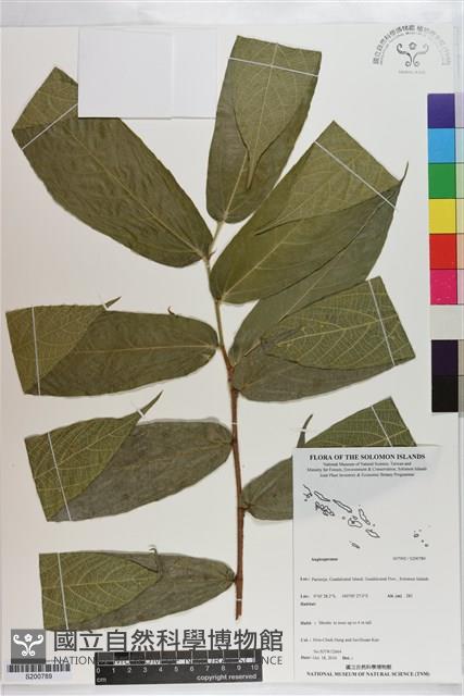 登錄號:S200789藏品圖，第1張