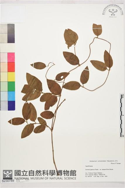 忍冬、金銀花藏品圖，第1張