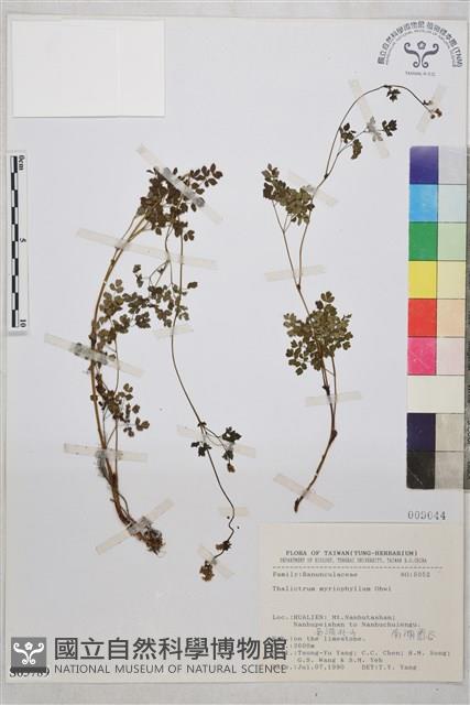 密葉唐松草藏品圖，第1張