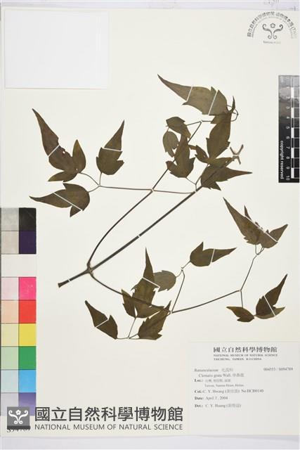 串鼻龍藏品圖，第1張