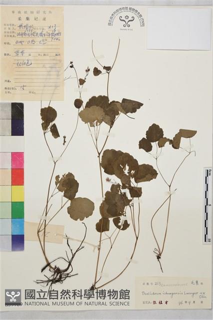 盾葉唐松草藏品圖，第1張