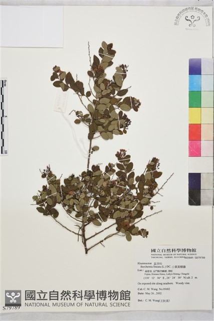 小葉黃鱔藤藏品圖，第1張