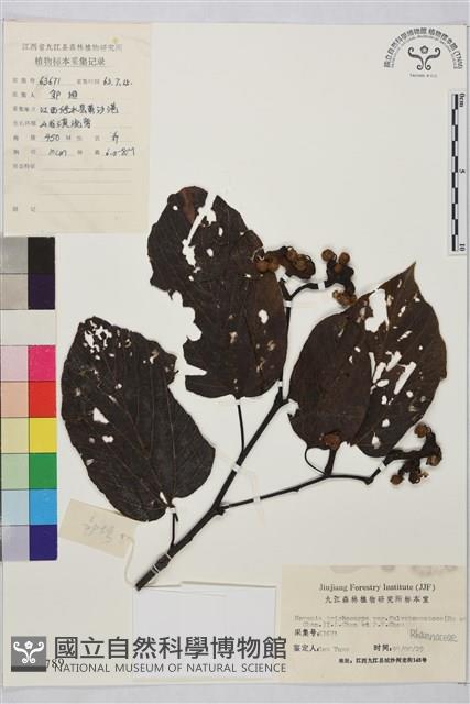 黃毛枳椇藏品圖，第1張