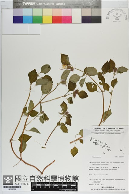 登錄號:S200289藏品圖，第1張