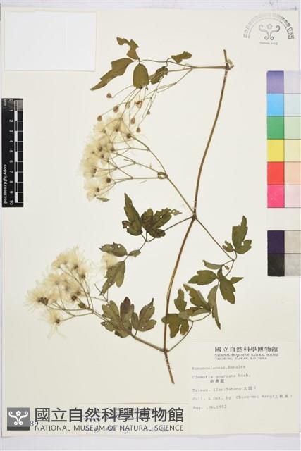 串鼻龍藏品圖，第2張