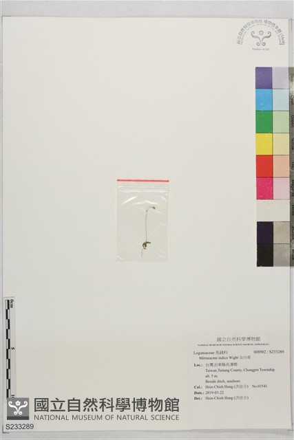 尖巾草藏品圖，第1張