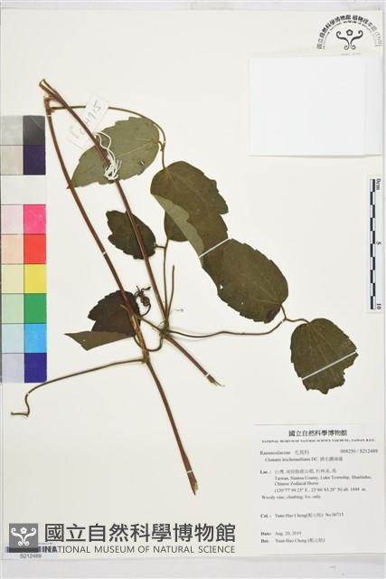 銹毛鐵線蓮藏品圖，第1張