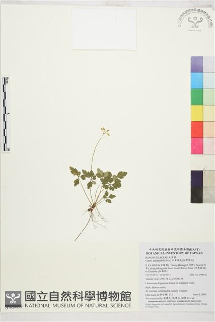 五葉黃連藏品圖，第1張