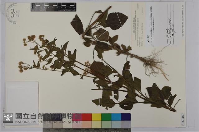 紫花霍香薊藏品圖，第1張