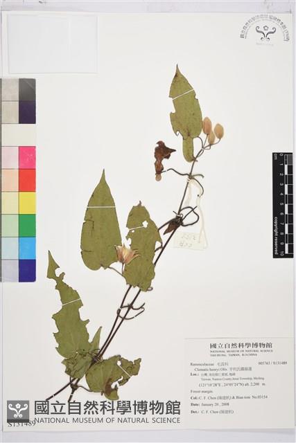 亨利氏鐵線蓮藏品圖，第1張