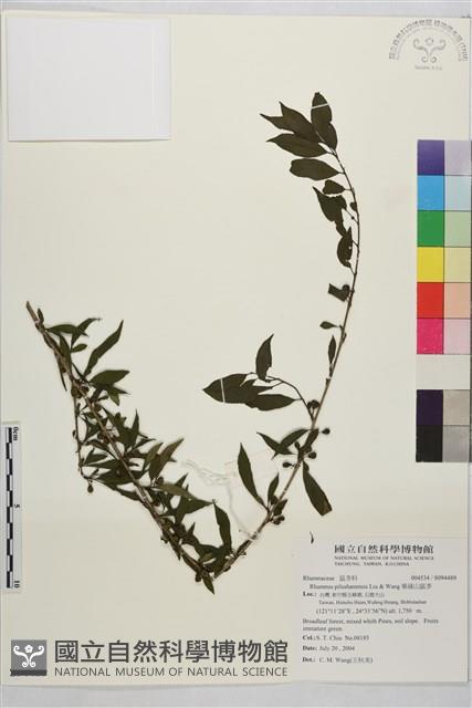 畢祿山鼠李藏品圖，第1張