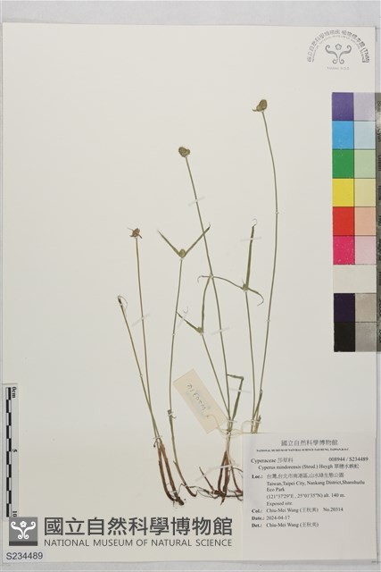 單穗水蜈蚣藏品圖，第1張