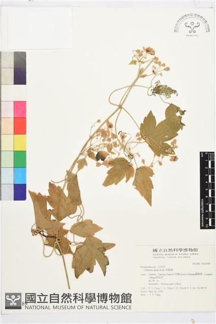 串鼻龍藏品圖，第1張