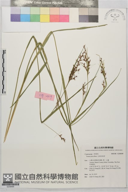 毛果珍珠茅藏品圖，第1張
