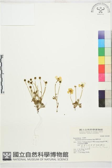 蓬萊毛茛藏品圖，第1張