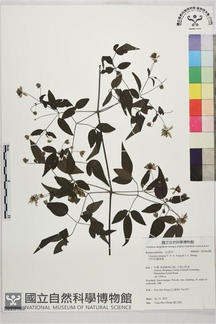 田村氏鐵線蓮藏品圖，第1張