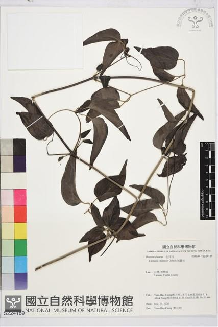 威靈仙藏品圖，第1張