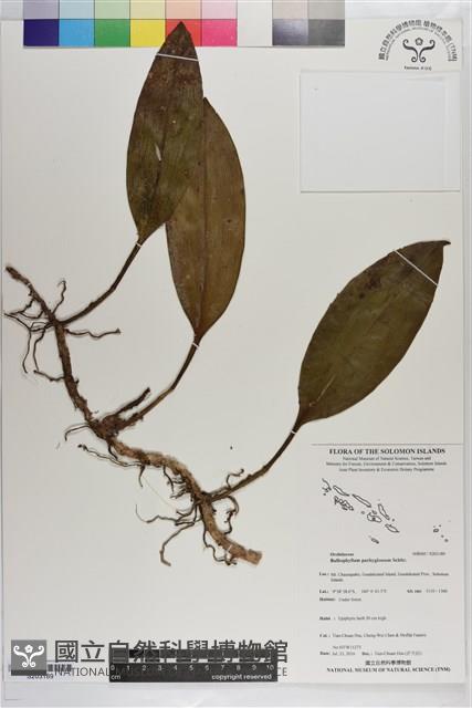 登錄號:S203189藏品圖，第1張