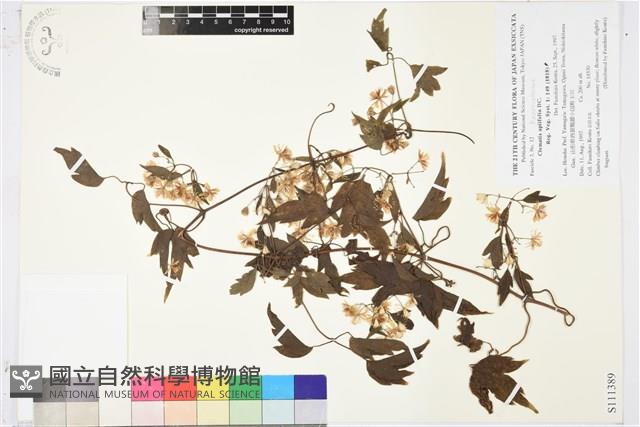 女萎藏品圖，第1張